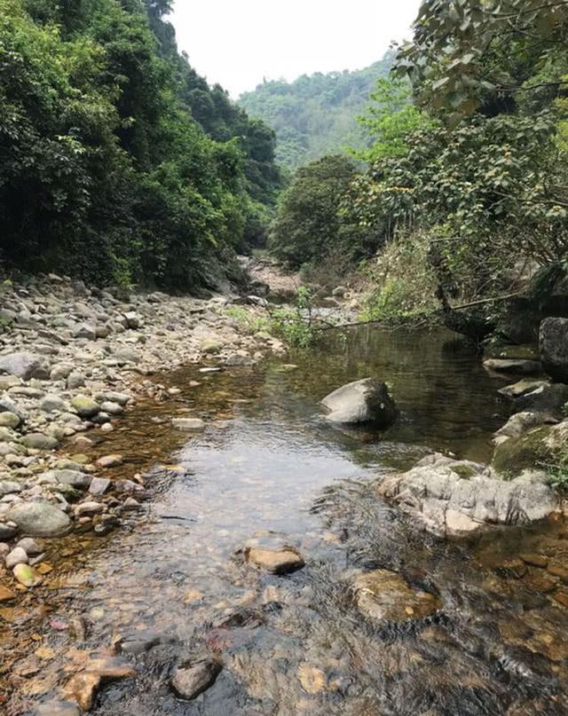 大山里的“精灵”溪石斑，一种不大却十分灵活的小鱼对水质要求高