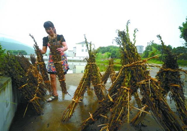 芝麻种植：做好这几个管理要点，可以实现增产丰收，快学学