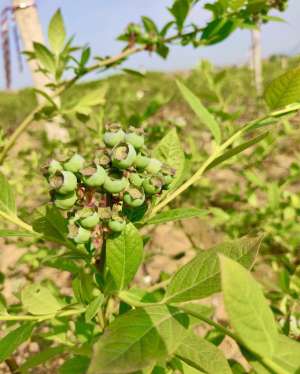 蓝莓什么时候种植最好(“黄金温室”蓝莓5月上市，早中晚三个品种采摘期持续1个月)