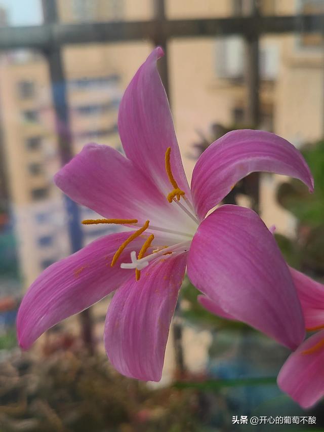 花如其名风雨兰