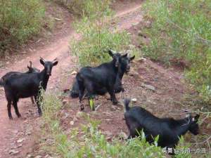 努比亚山羊养殖视频(10大黑山羊品种盘点，抖音直播放羊，青山绿水卖出好价钱)