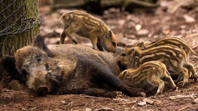 野猪可以人工养殖吗？人工养殖野猪需要什么手续？哪里可以买野猪