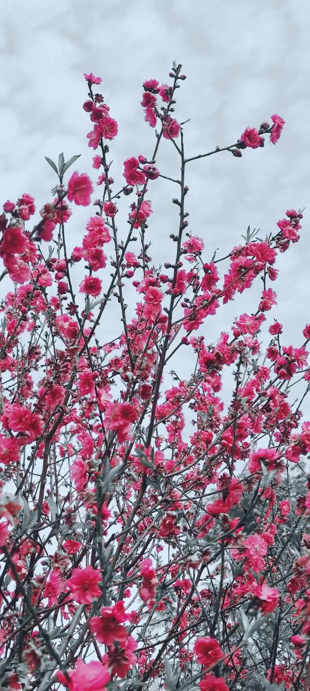 桃花小镇一天游