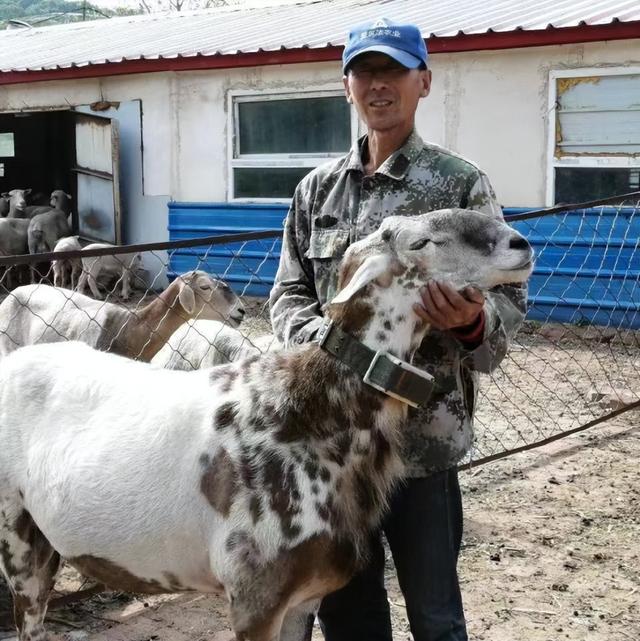 徐氏野盘羊改良繁育场：养殖野盘羊 走上致富路