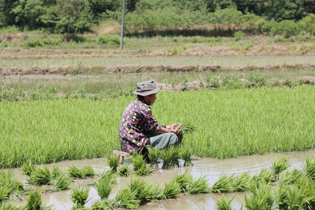 深耕沃土、厚植畜牧，发生在淮水王岗的新故事