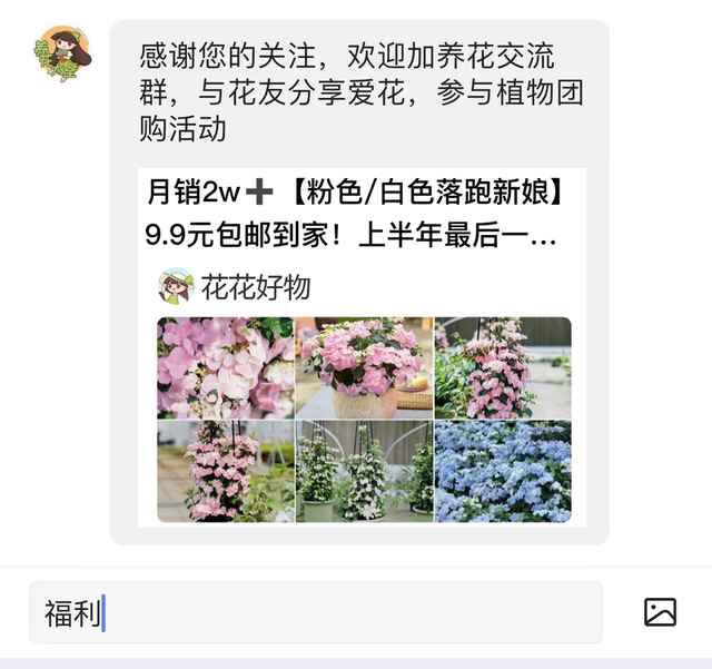 鸿运当头这样养，花红叶绿，花期更久！