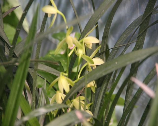 教你在家中如何正确种植建兰，和种植建兰需要注意的一些事项