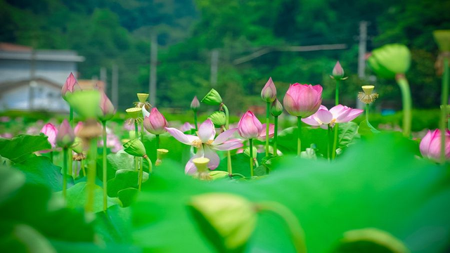 种藕不卖藕，“看荷花”，“摘莲蓬”，一年收入20万