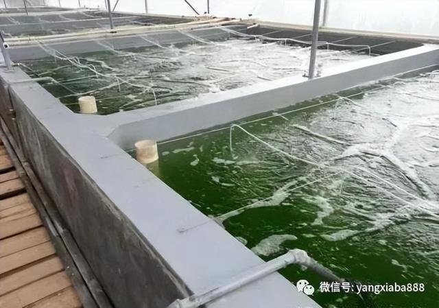 湖北南港农业科技有限公司介绍室内循环水养虾