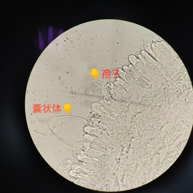 黏小奥德蘑：好看不好吃，抗虫杀菌却是一流