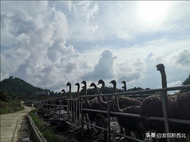 织金少普海布坡鸵鸟养殖基地看鸵鸟，最后花200块钱买个鸵鸟蛋