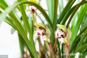 白墨兰花养殖(兰花的这几个传统品种你了解吗，价值几何你可知道)