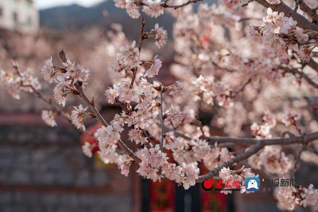 青岛西海岸新区铁山街道杨家山里樱花盛放