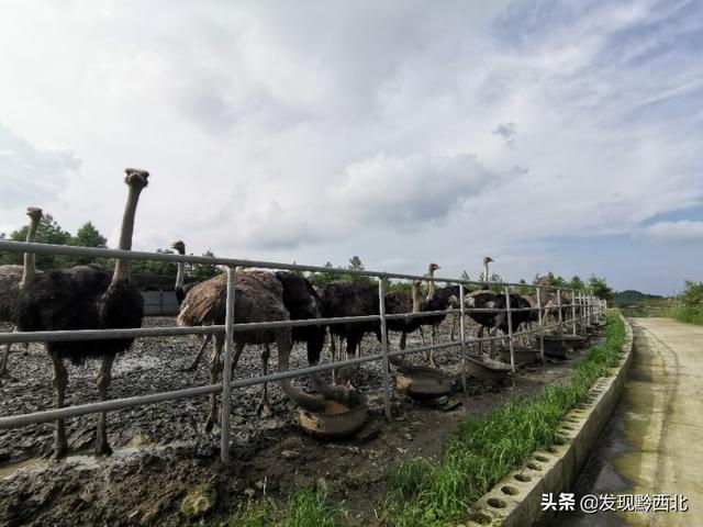 织金少普海布坡鸵鸟养殖基地看鸵鸟，最后花200块钱买个鸵鸟蛋