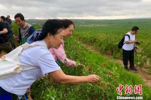 中宁能种植什么药材(宁夏中宁枸杞红了 采摘正当时)