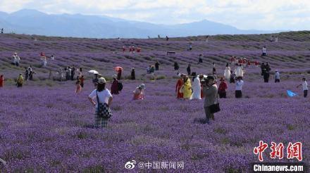 新疆霍城5万亩薰衣草进入盛花期 如紫色海洋