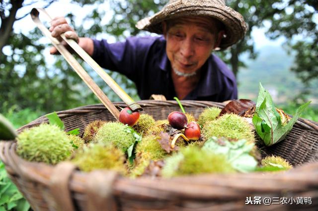 老果农手把手教你种植板栗，好吃的板栗期待你的邂逅