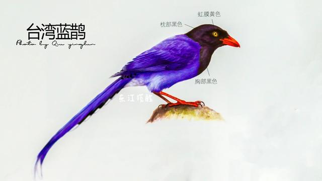 东江揽胜：喜鹊枝头春意闹——几种常见鸦科鹊属鸟类介绍