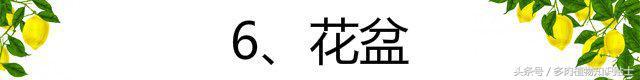 仙人球养护全攻略，听听大神教你如何养