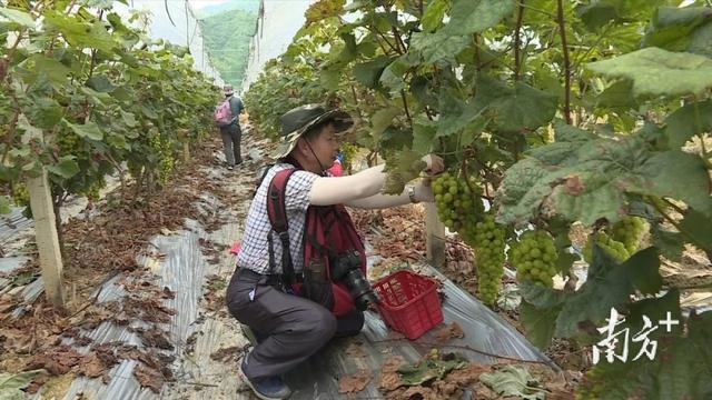 连平生态园种植基地巡礼②麒麟山生态园种出农旅融合好“丰”景