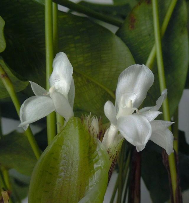 让人忍不住“种草”的马赛克竹芋，暖房里养也不易干叶，还能开花