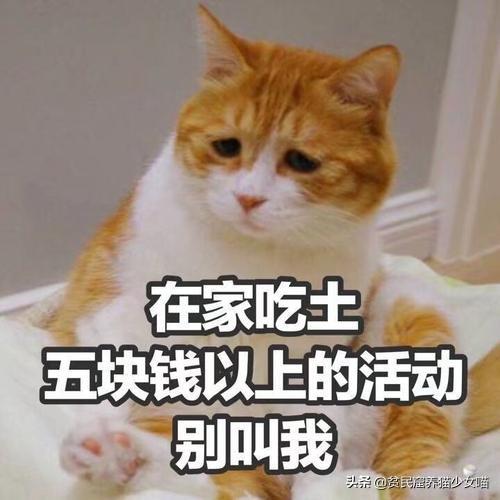 想在宿舍养只猫需要注意什么呢？宿舍养宠你知多少