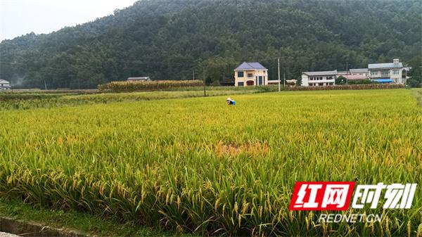 慈利县高峰土家族乡：“三举措”抓实集体经济