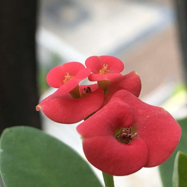 虎刺梅的养护大全，花两分钟时间看完，你也可以养爆花