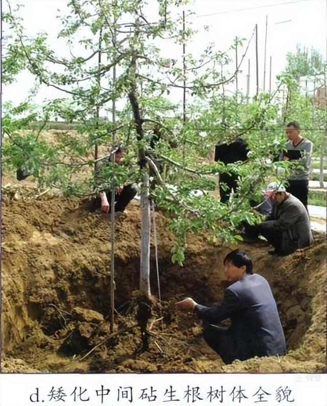 专家解读：果树建园 栽植深度有讲究