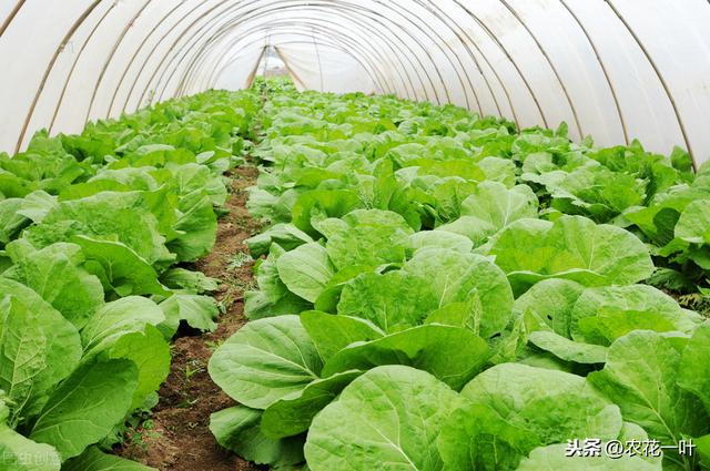 春大白菜日光温室栽培，掌握这几个技巧，大白菜轻松收获