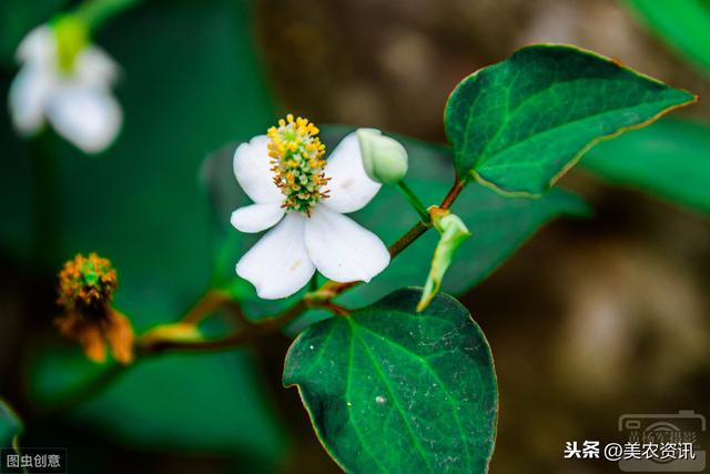 折耳根无公害栽培技术，做好这几点点，种的鱼腥草一定长得好