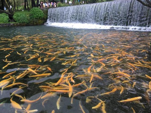 红鳟鱼的生物特征，及人工繁殖和养殖技术