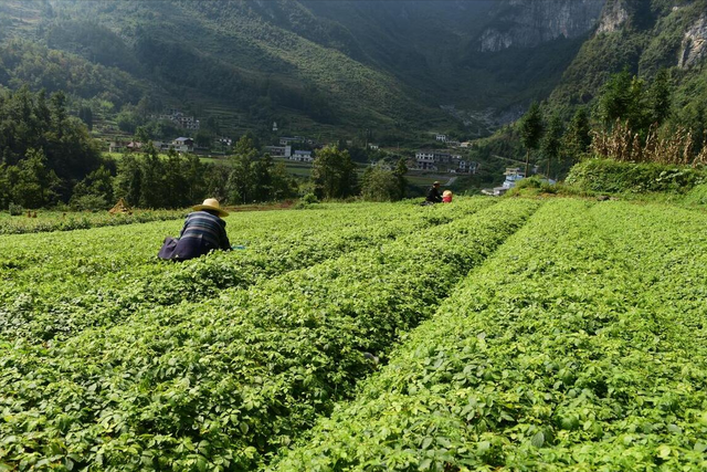 粮食价格低迷种植中药材防风亩收益20000元