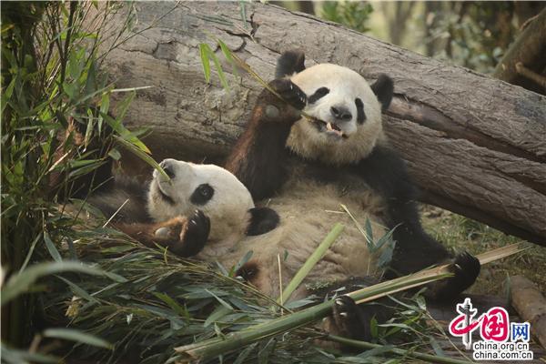 有一种“安逸”叫Panda 四川文旅吉祥物再升级