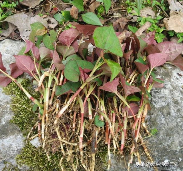 适合“懒人”种植的农作物，种植一次多年收获！