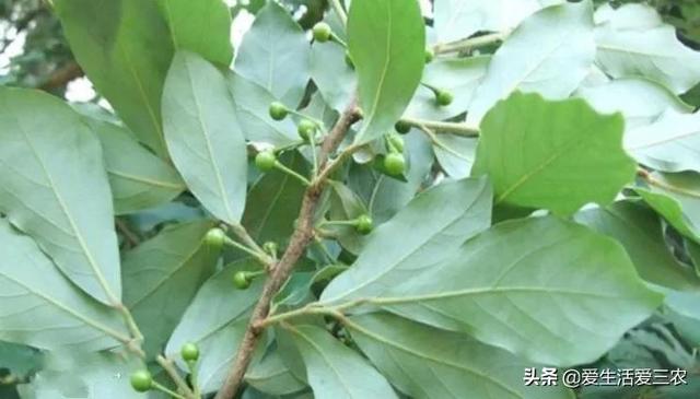 适合“懒人”种植的农作物，种植一次多年收获！