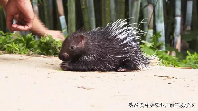 【农广天地】这种动物发起怒来真可怕 这种果子酸到心里却惹人爱