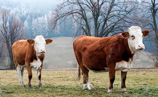 如何判断母牛快要生产了？怎么能看出母牛要生小牛了？