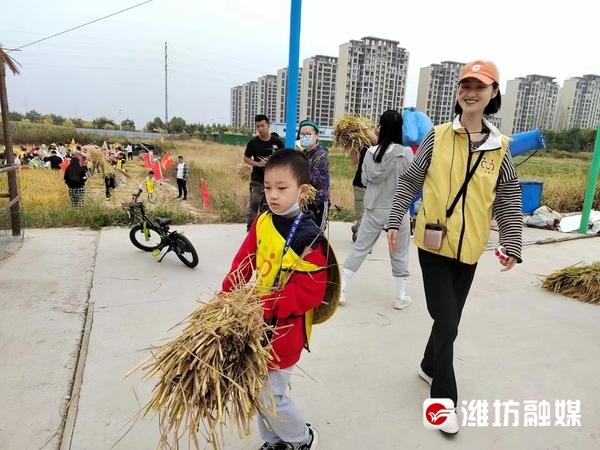 割水稻、摸泥鳅，26个家庭体验丰收快乐