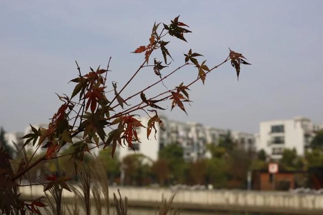 长宁段苏州河畔的这些植物正在缓缓“变色”……