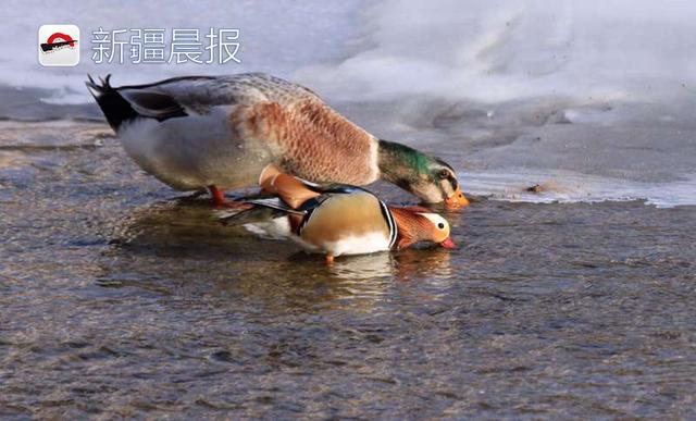 绿头鸭和鸳鸯在孔雀河上形影不离，“抱团取暖”还是防御天敌？