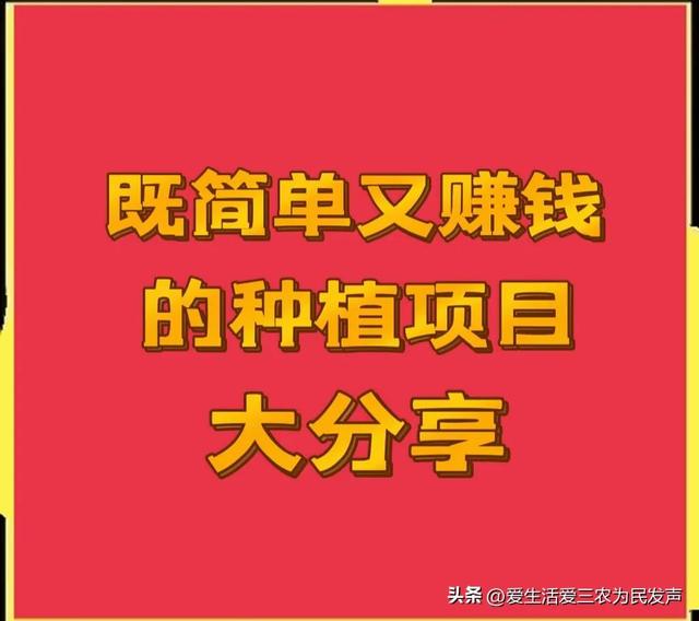 种植什么既赚钱又简单？最后一种很不错