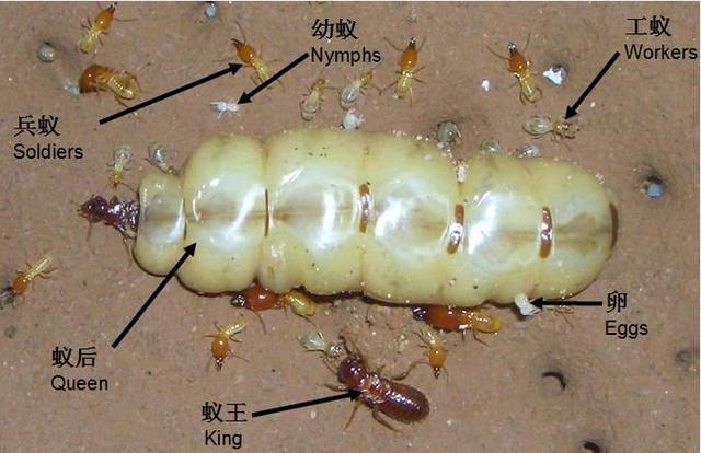 百万白蚁差点“吃垮”大坝？吃木头的白蚁，怎么啃得动钢筋水泥？