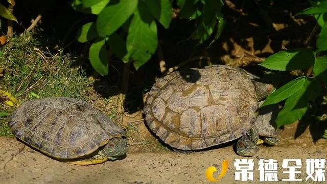 常德“鳄鱼岛”：赏美景、品美食的好地方