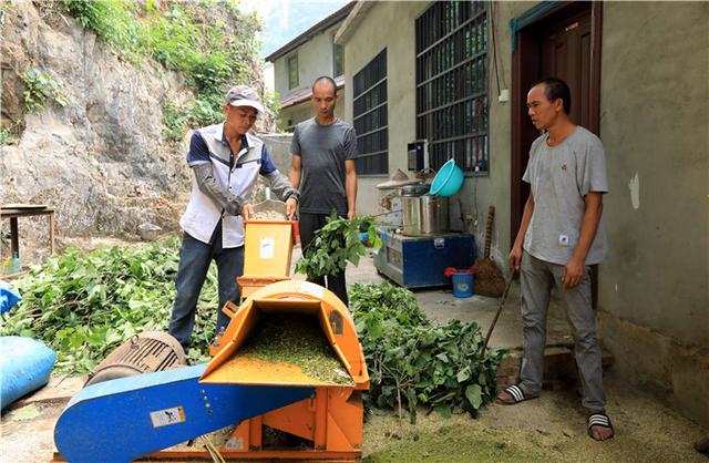 广西融安：贫困群众养殖“构香鸭”致富