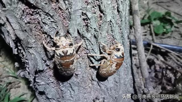 上蔡县刘岳村：“金蝉”养殖养出“金路子”