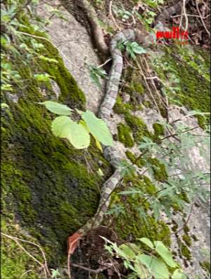 无毒蛇养殖视频(警惕柳州这些地方有蛇出没，专家：这类蛇不能随意捕杀)