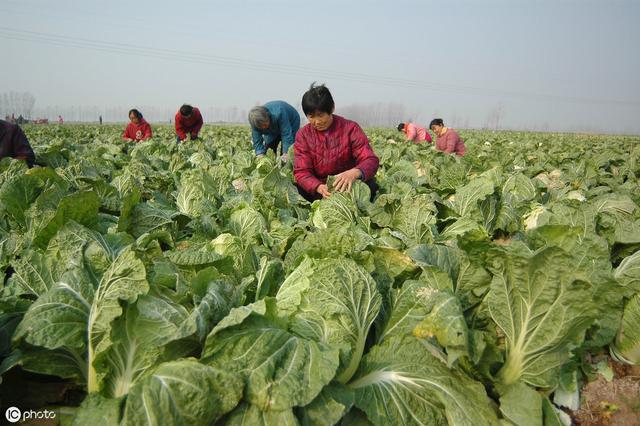 种露地早秋大白菜，做好4点管理措施，你也可以亩收益上万元