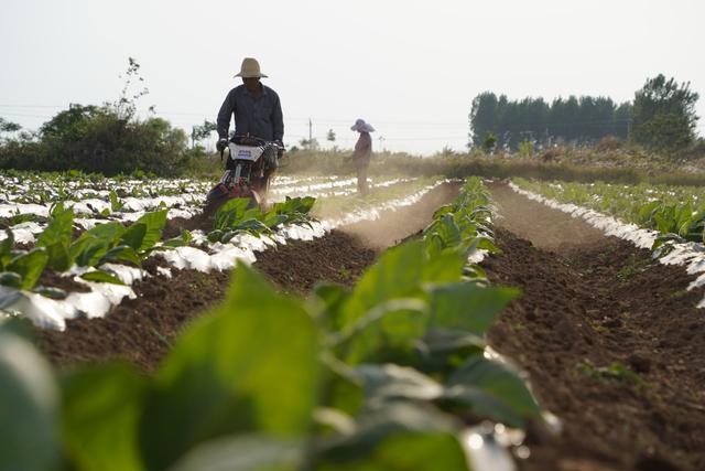 深耕沃土、厚植畜牧，发生在淮水王岗的新故事