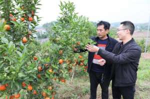 自贡市小龙虾养殖(冬天采柑橘春夏钓龙虾，四川自贡沿滩这个地方带动村民增收有路子)